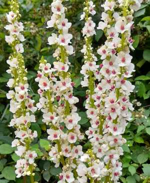 Verbascum chaixii f. album - вербаскум бял (1570)